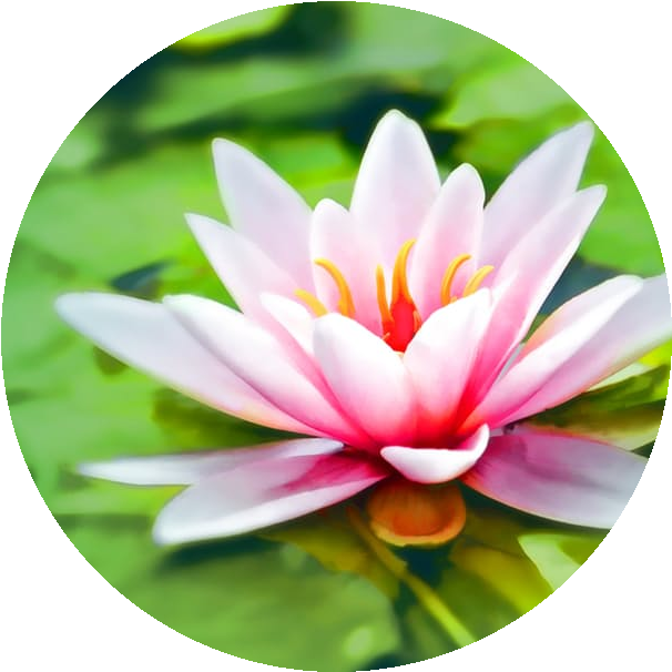 July S Birth Flower Larkspurs And Water Lilies - Fiore Di Loto Rilassante (726x660)