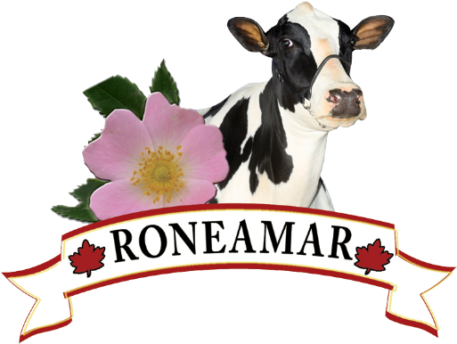 Dairy Farming - Dairy Cow (524x400)