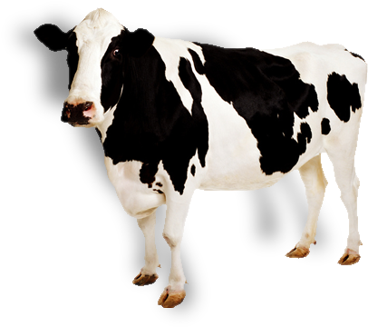 Cow White Background Image - Cow With No Background (453x395)