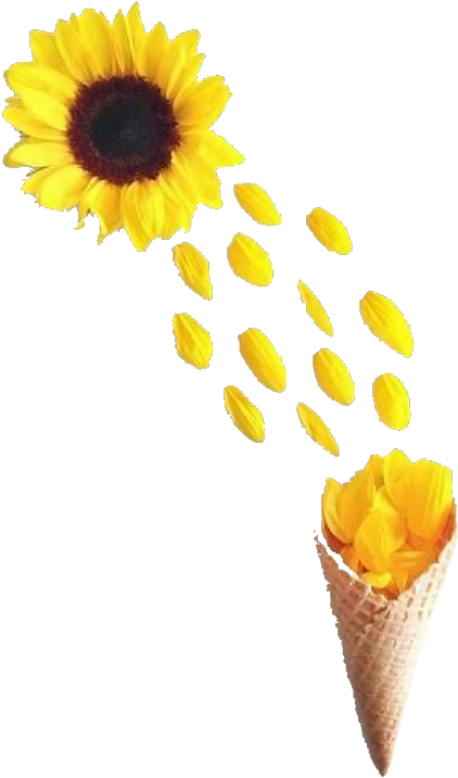Yellow Flower Feeds (480x766)