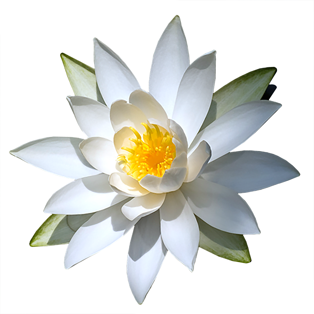 Water Lily Png Transparent Images - White Water Lily Png (1200x1200)