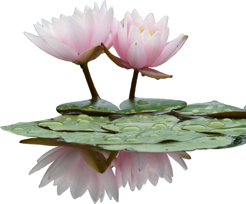 Water Lily Png Transparent Images - Water Lily Flower Png (500x415)
