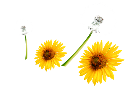 Common Sunflower Download Computer File - Common Sunflower Download Computer File (565x482)
