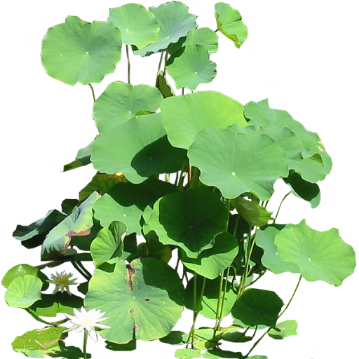 Giant Waterlily Leaves By Lilipilyspirit - Giant Water Lily Png (512x512)