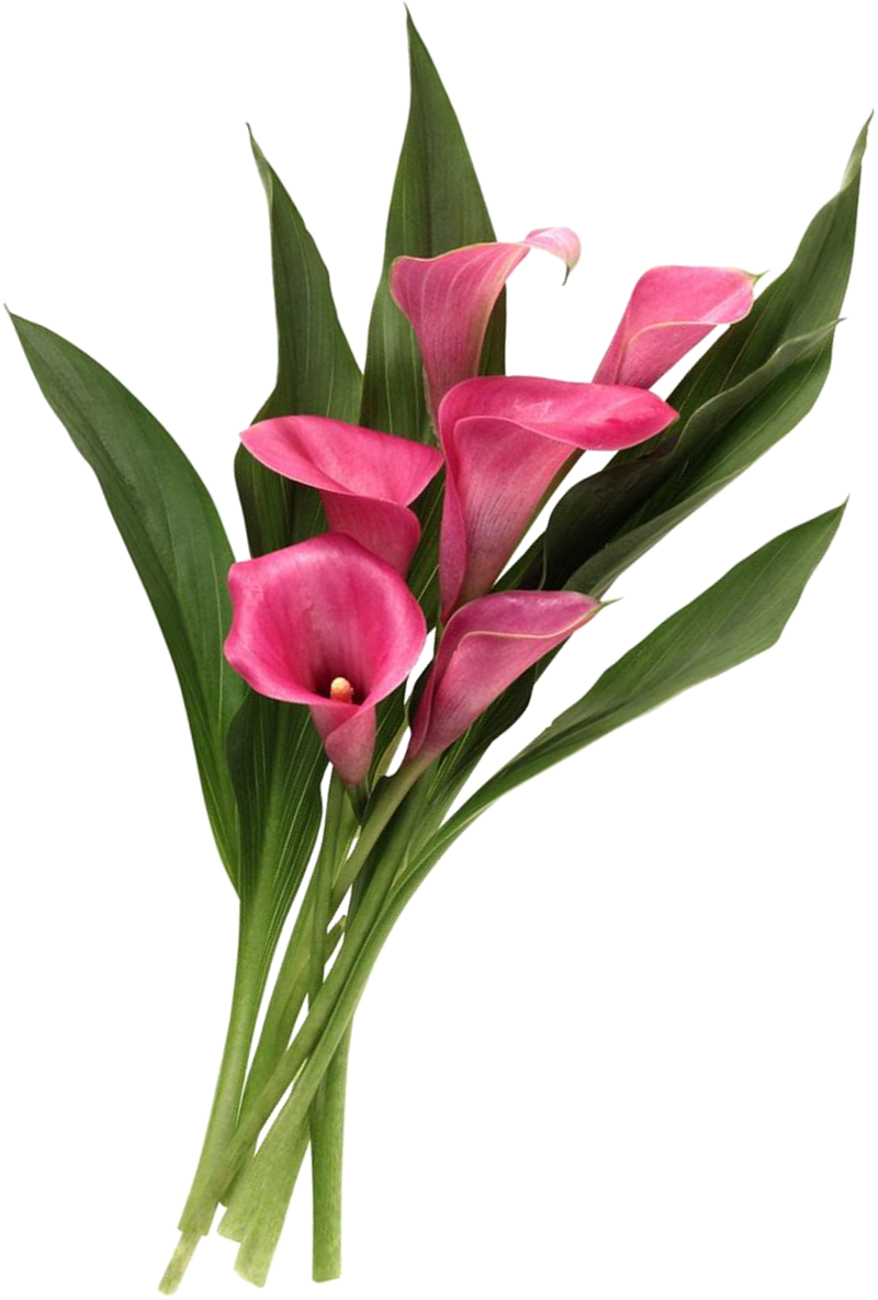 Review - - Calla Lily Transparent Png (800x1185)