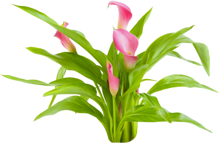 Arum-lily Cut Flowers Plant Computer Programming - Arum-lily Cut Flowers Plant Computer Programming (800x526)