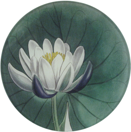 Water Lily - Sacred Lotus (480x480)