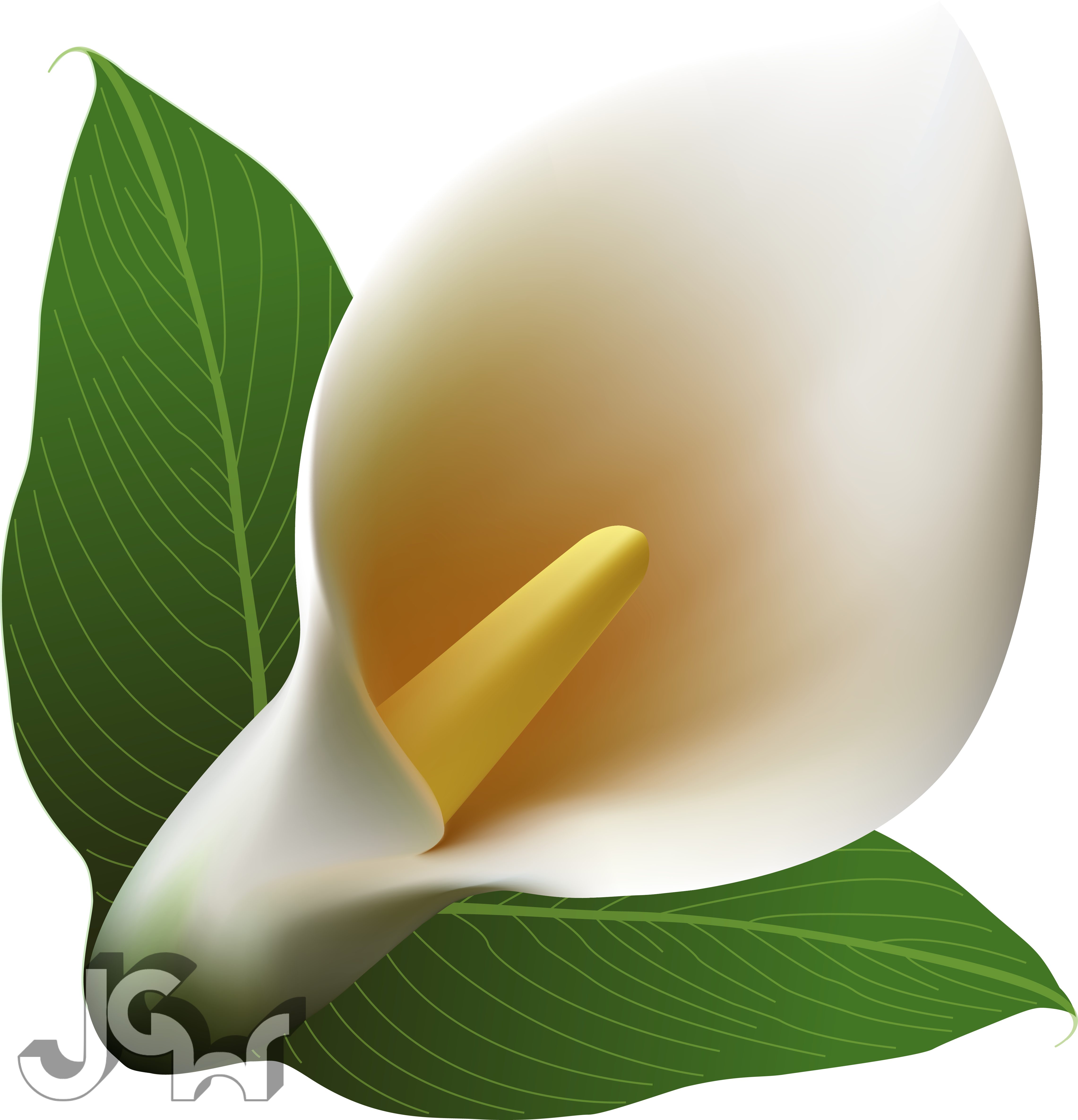 Download and share clipart about Calla Lily - Arum-lily, Find more high qua...