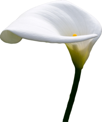 Calla Lilly Psd - Arum (334x400)