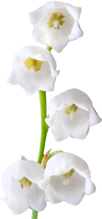 Lily Of The Valley Clipart Transparent - Lily Of The Valley Png (438x750)