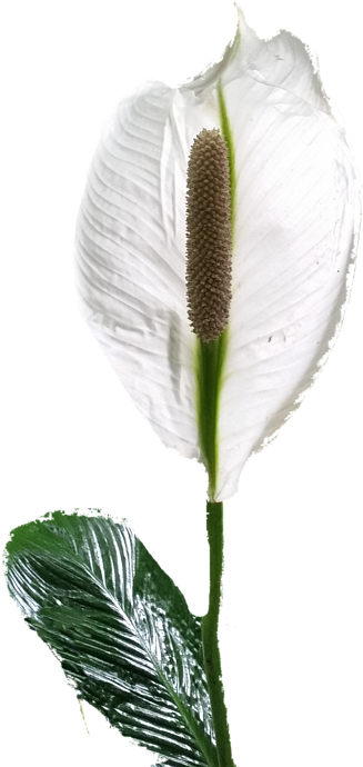 Calla - Arum (353x700)
