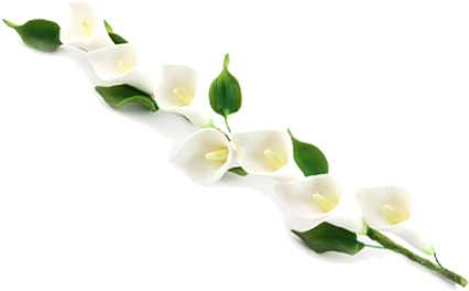 Calla Png Photos - Calla Lily Border Png (450x450)