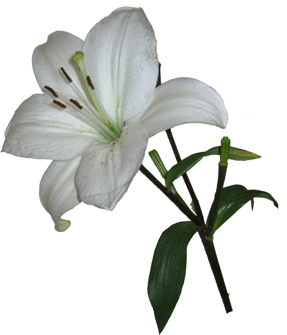Lily Clipart Transparent - Easter Lily Png (1024x1225)