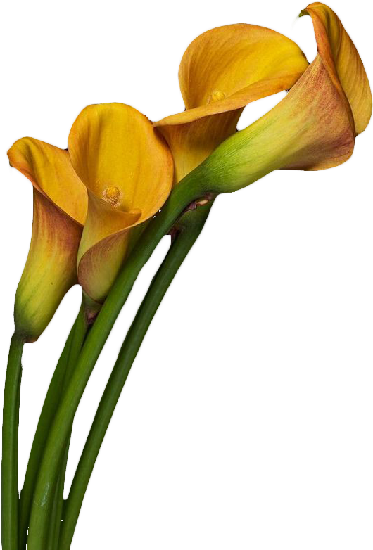 Arum-lily Flower Photography - Arum-lily Flower Photography (580x817)