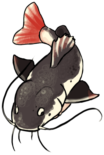 Catfish (450x900)