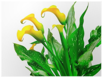 Calla Lily Isolated On White Background Poster • Pixers® - Arum-lily (400x400)