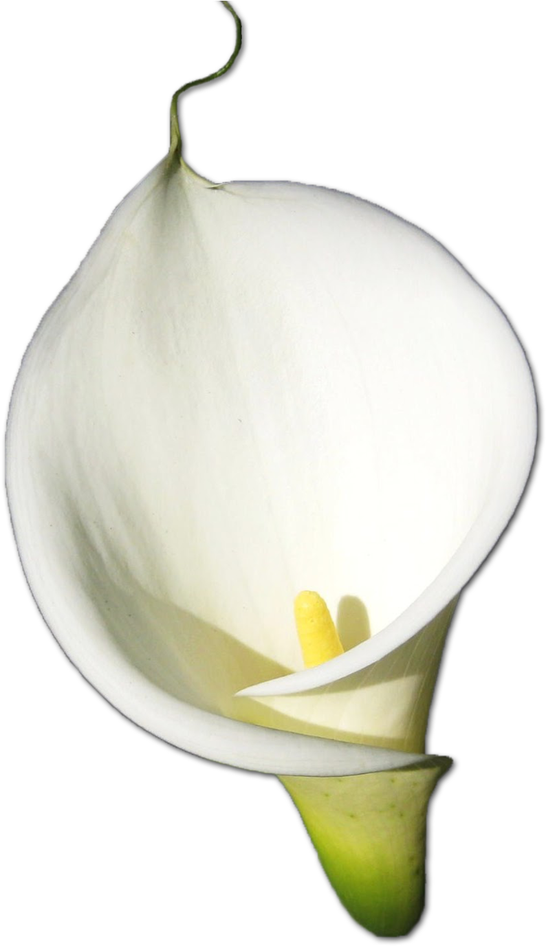 Calla Lily Essence - Calla Lily Essence (1000x1391)