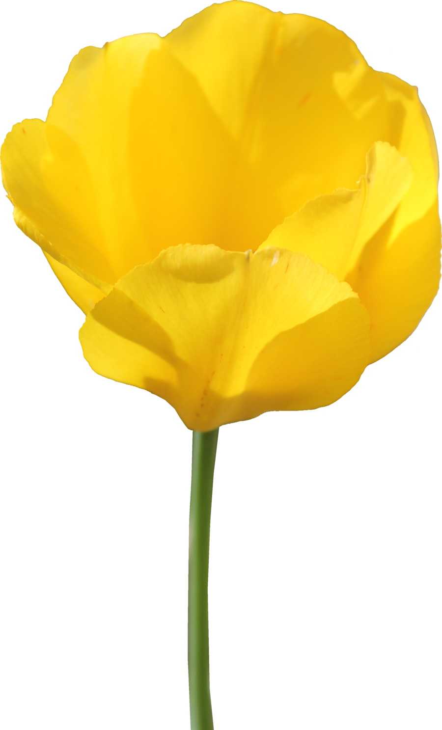 Yellow Tulip Flower Transparent (900x1487)