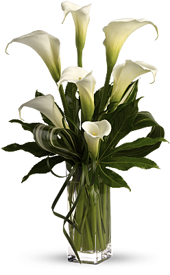 My Fair Lady By Teleflora - Calla Lily Flower Arrangement (400x400)