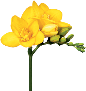 Global Leader In The Export Of Lily Bulbs, Freesia - Yellow Freesia Flower (600x500)
