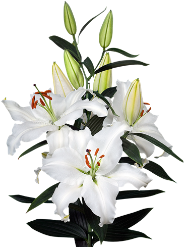 Lilydiscover Them All In Our Range - Agriculture (600x500)