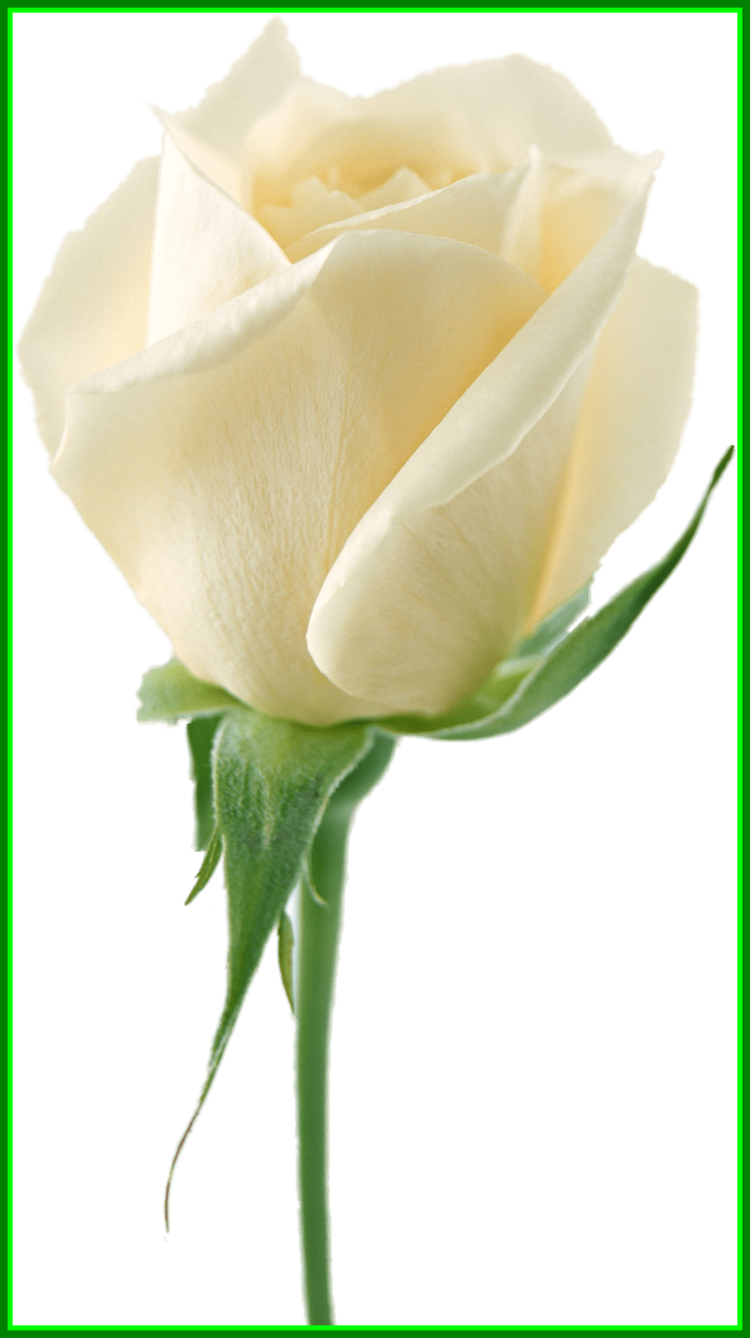 Lily Flower Lily Flower No Background Astonishing White - White Rose Drawing Transparent Background (1496x2668)