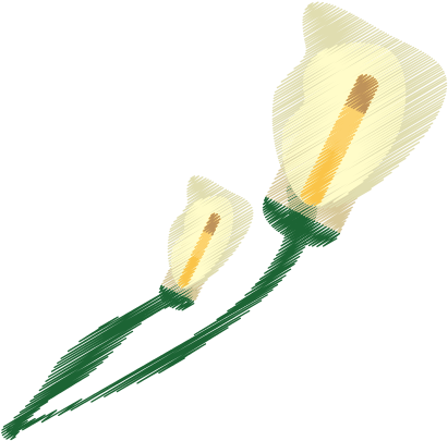 Drawing Calla Lily Flower Ornament Image - Drawing (550x550)