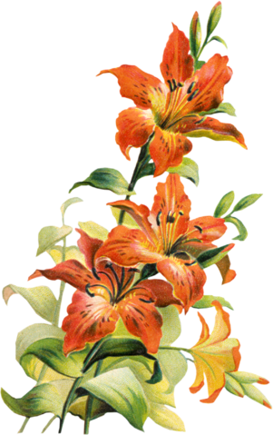 Image 195832 Tiger Lily Flower Clipart Free Clip Art - Tiger Lily Flower Art (301x479)