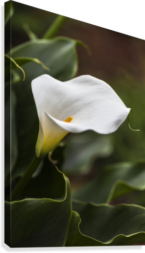A White Zantedeschia Aethiopica, Known As Calla Lily - Posterazzi Dpi12304838 A White Zantedeschia Aethiopica (292x511)