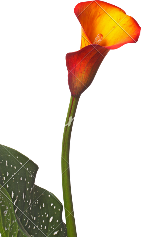 Single Flower Of An Orange Calla Lily And Partial Leaf - Orange Calla No Background (476x800)