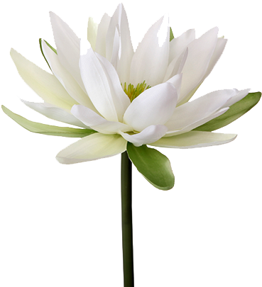 Water Lily Png Transparent Image - White Water Lily Png (500x500)