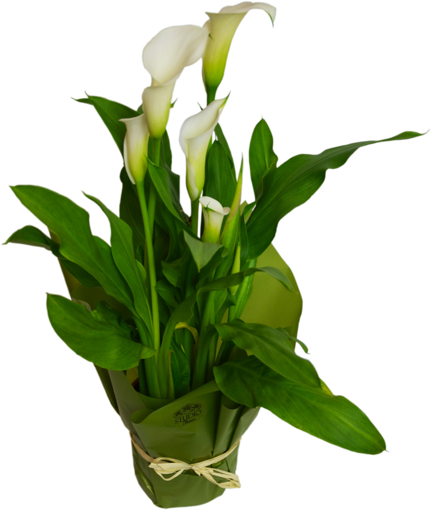 Calla Flower Shop Studio Flores - Online Shopping (1500x1827)