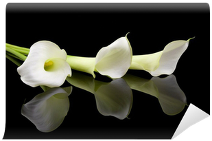 Beautiful White Calla Lilies Over Black Background - Condolences Quotes (400x400)