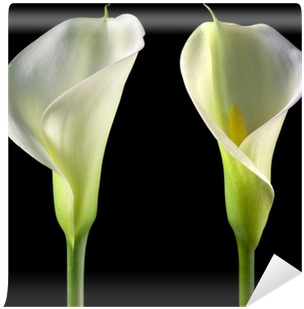 Giant White Arum Lily (400x400)