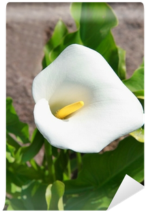 Giant White Arum Lily (400x400)