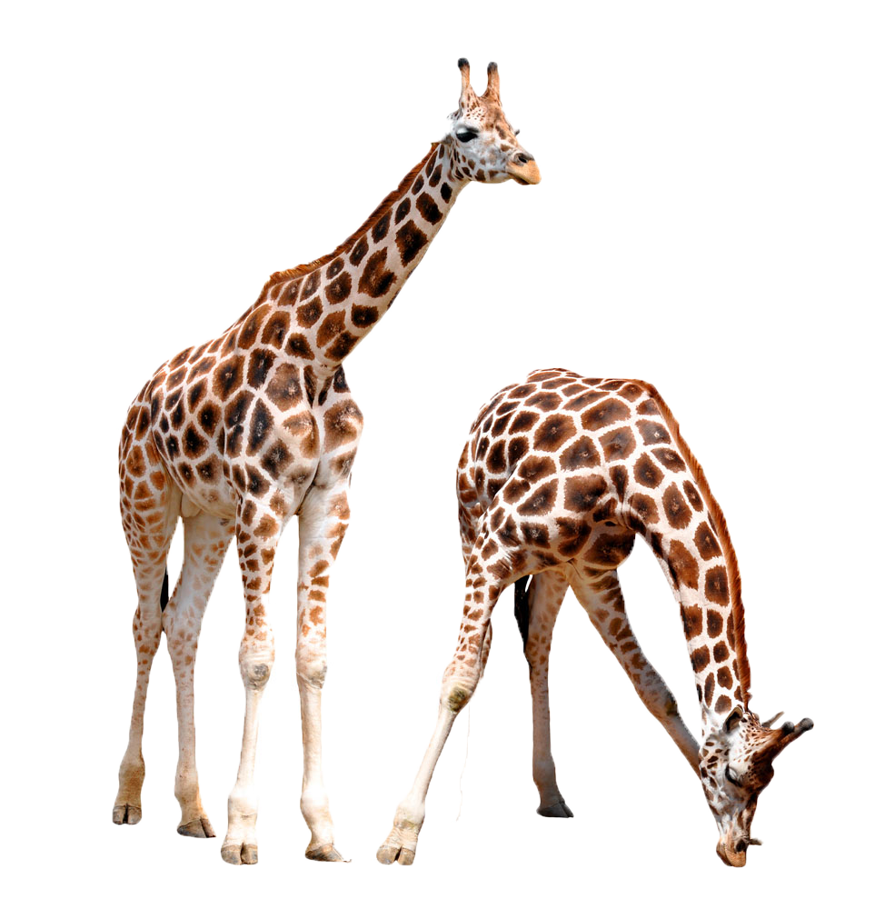 Giraffe Lynx Animal Wildlife - Giraffe Lynx Animal Wildlife (974x1000)