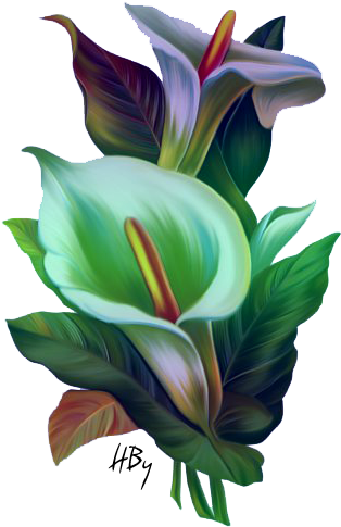Flowers Png Arum - Saludos De Buenos Dias (330x500)