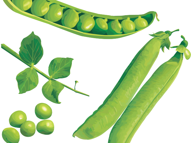 Pulse Clipart Canned Pea - Green (640x480)
