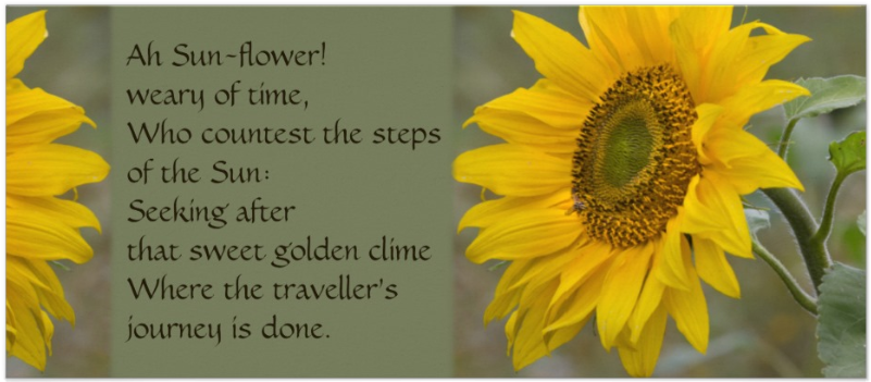 Ah Sun-flower Is A Poem By William Blake - Sunflower (878x878)