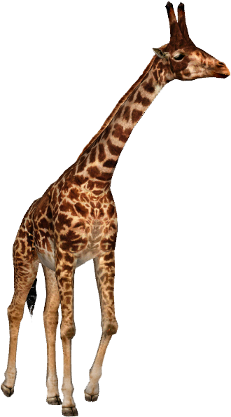 A Species Of Giraffe From The Miocene Named Honanotherium - Dinosaurs Mammals Giraffe Elephant (594x594)