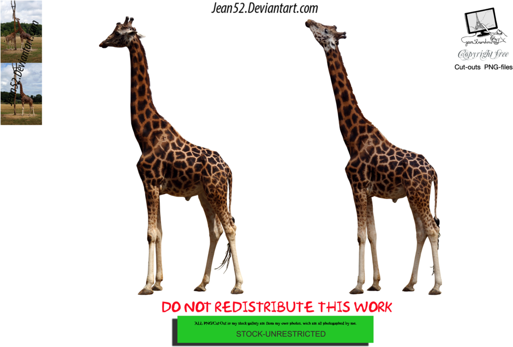 Giraffe Png By Jean52 - Giraffe (1024x682)