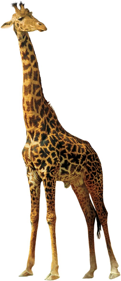 Giraffe Animals Nature Africa Png Image - African Animals Png (652x1280)