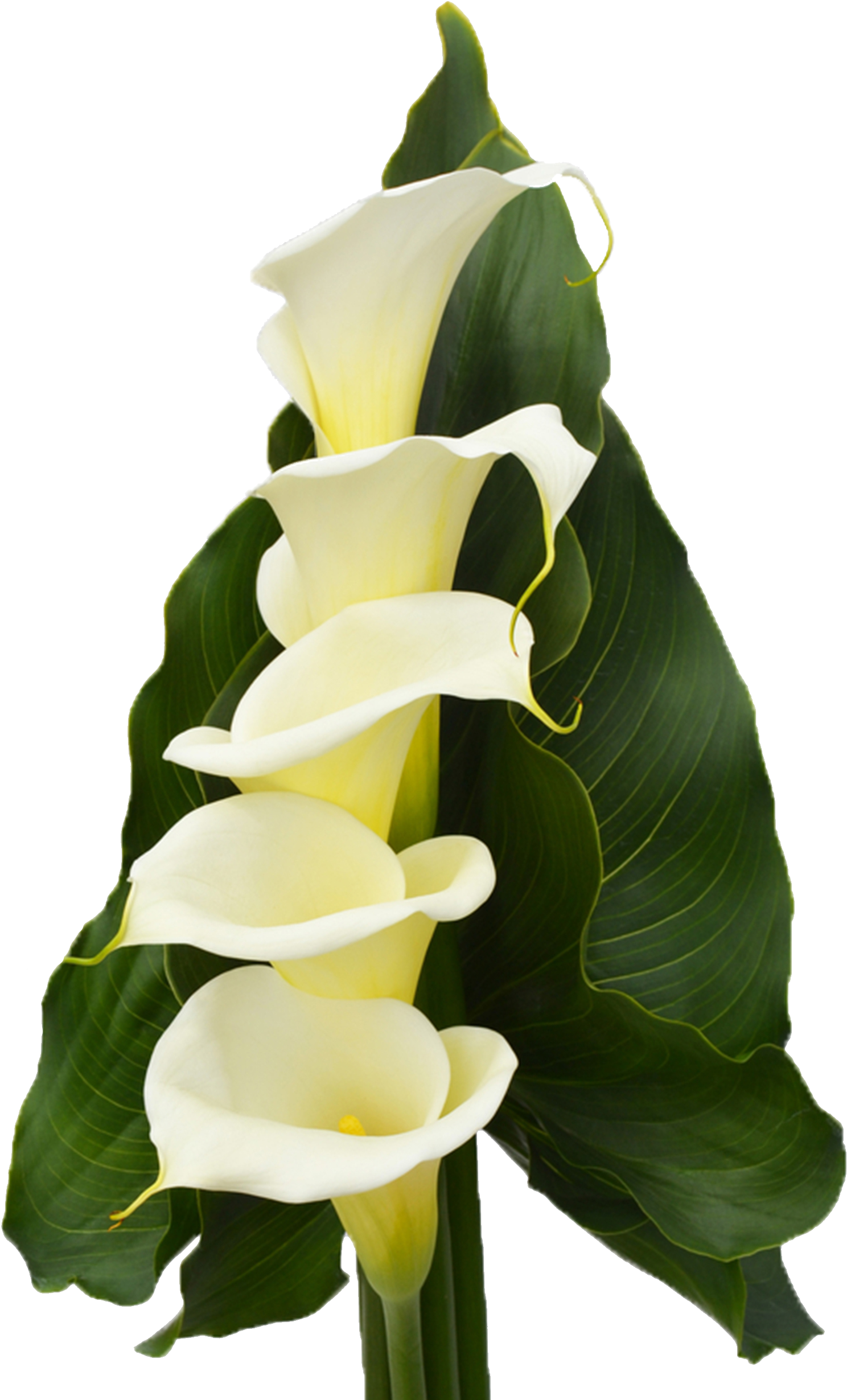 Giant White Arum Lily (2000x2893)