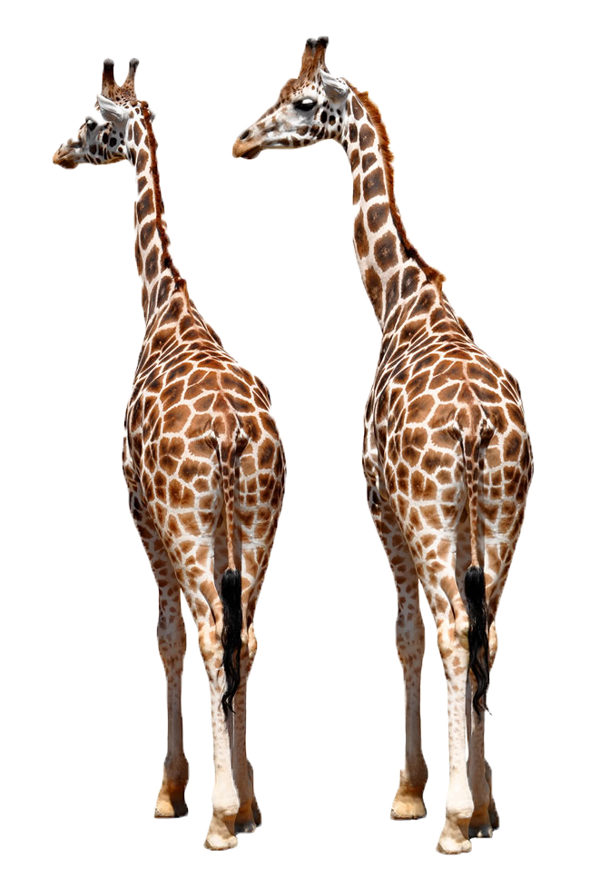 Reticulated Giraffe Okapi Giraffe Family African Wild - Reticulated Giraffe Okapi Giraffe Family African Wild (650x979)