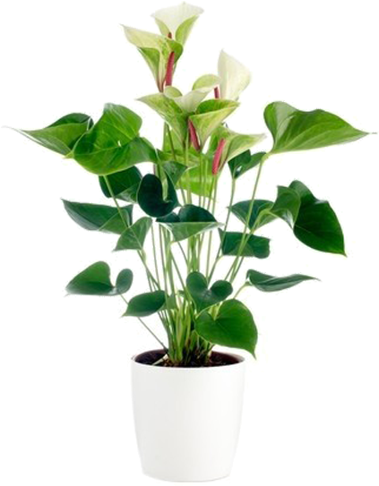 Фотографии Виллы Chiara - ไม้ มงคล ใบ สี เขียว เข้ม (569x600)