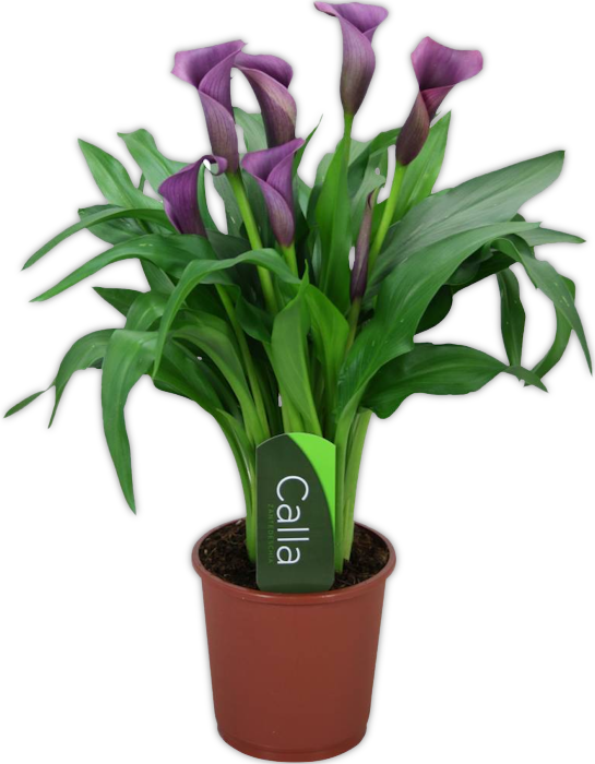 Https - //static - Blog4ever - Com/2013/02/727680/ - .com (545x700)