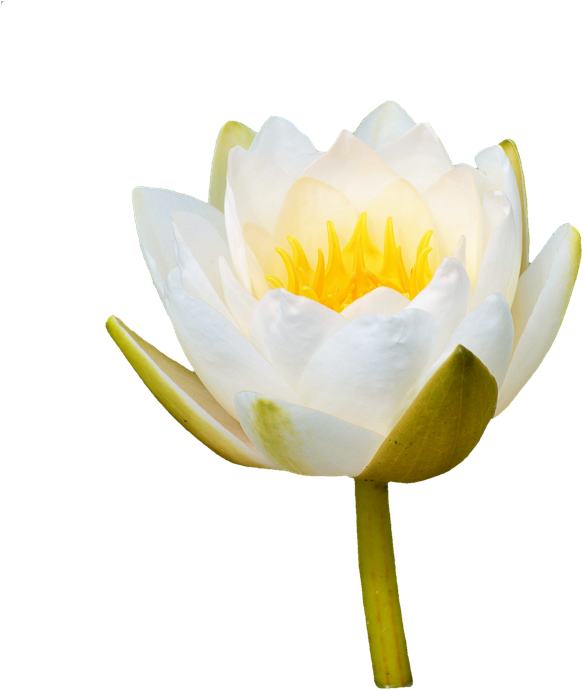 Water Lily Png 18, - Sacred Lotus (720x720)