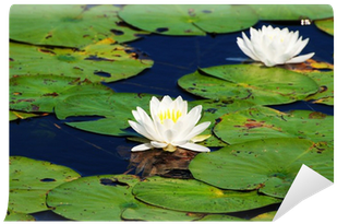 Beautiful Summer Pond Lilies In Bloom On A Summer Day - Water Lily (400x400)