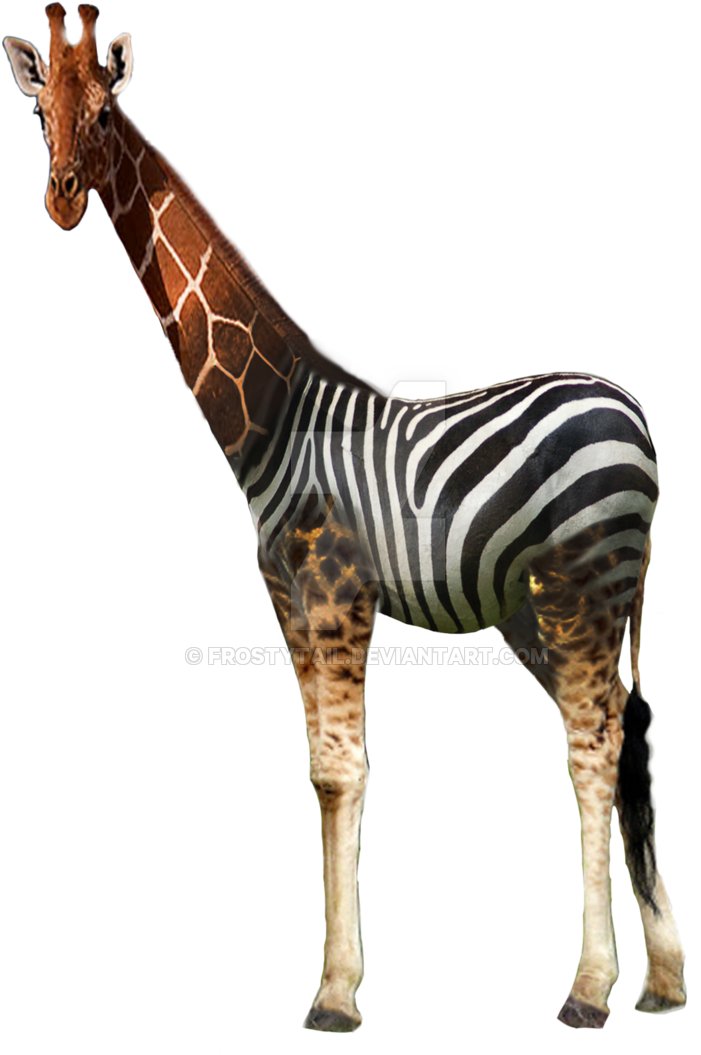 2 Type Giraffe And Zebra By Frostytail - Giraffe (1024x1149)