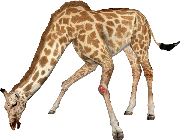 West African Giraffe 2 - West African Giraffe 2 (606x606)